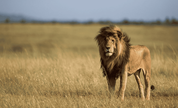 scarface lion